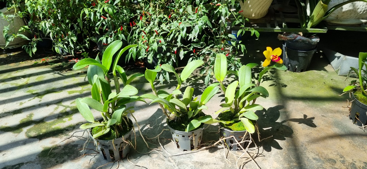 HOA LAN CATT TÚ CẦU VÀNG LƯỠI ĐỎ