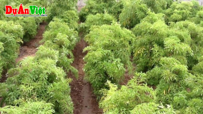 combo 10 cây đinh lăng giống nếp lá nhỏ ( mua 10 cây tăng 1 cây )