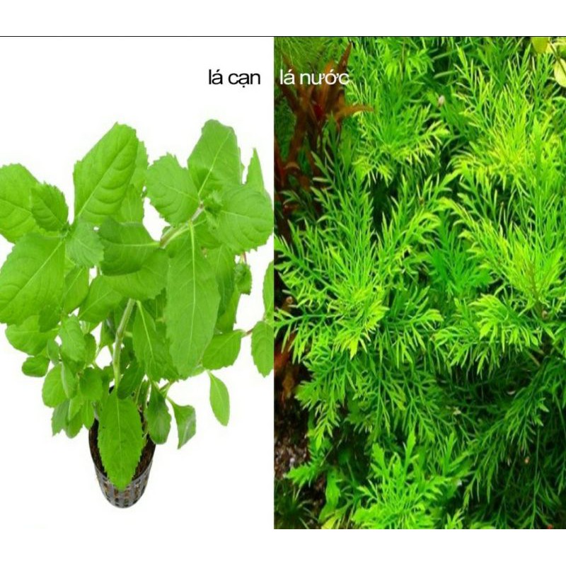 cây Thủy Cúc - cây thủy sinh không cần co2 và nền