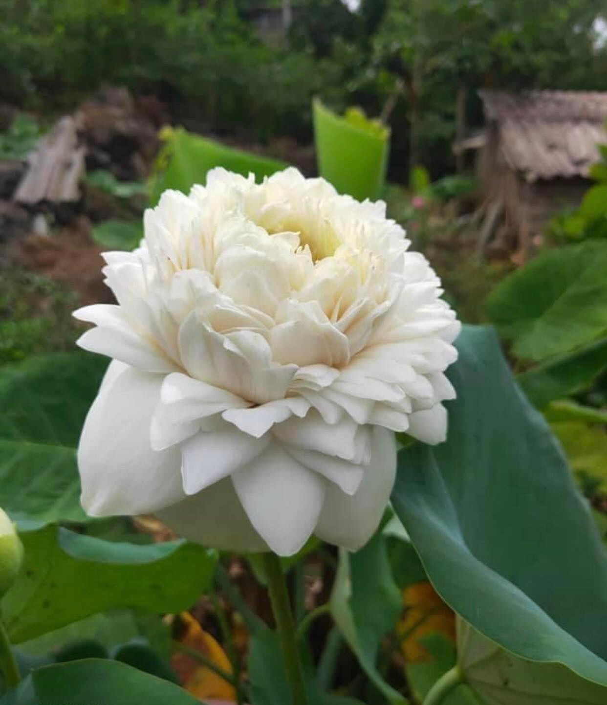 Sen Ngàn Cánh Trắng_ Củ Giống