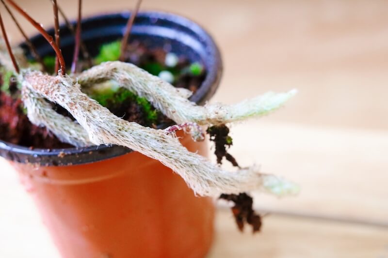 Chậu cây Davallia tyermanii (Rabbit Foot’s Fern) – Dương Xỉ Chân Thỏ