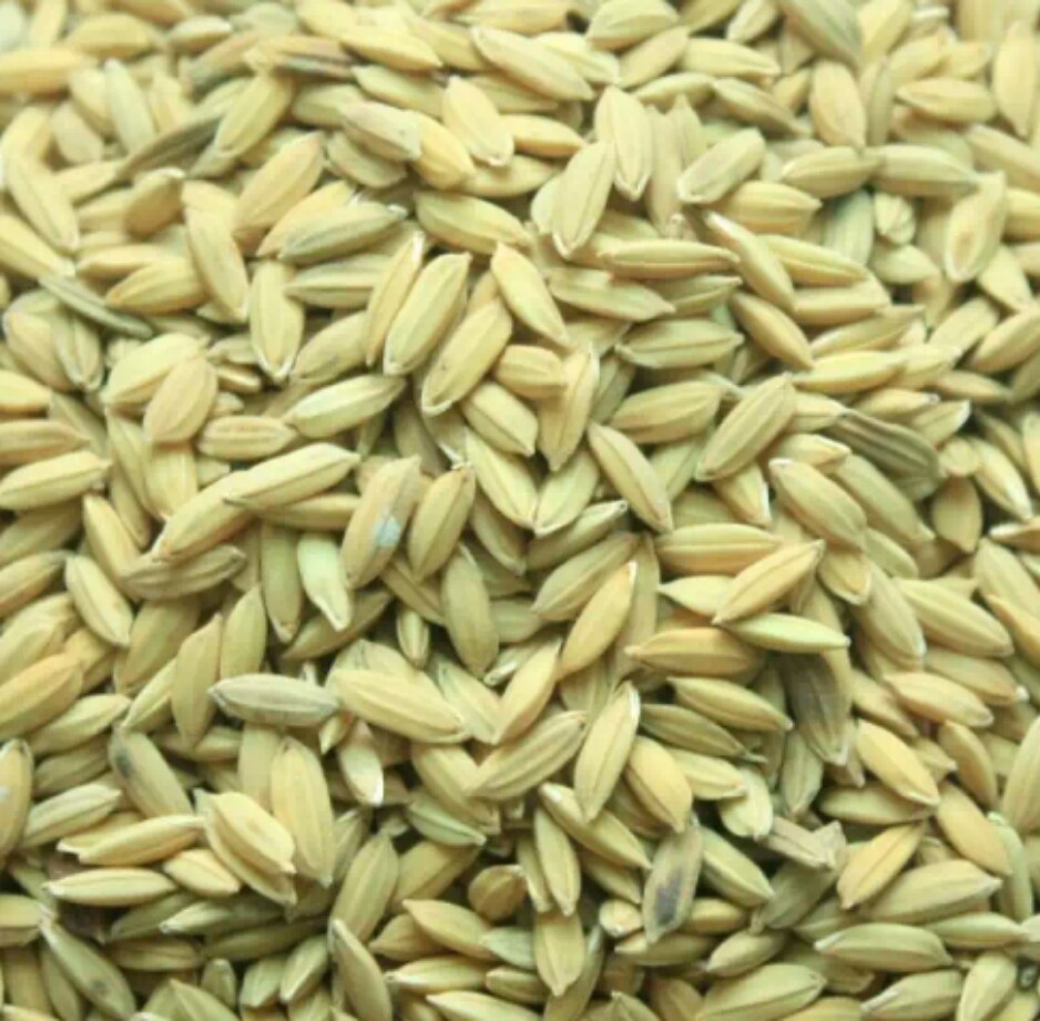 HẠT LÚA CHO CHIM CẢNH, GÀ CẢNH ( 500 Gram)