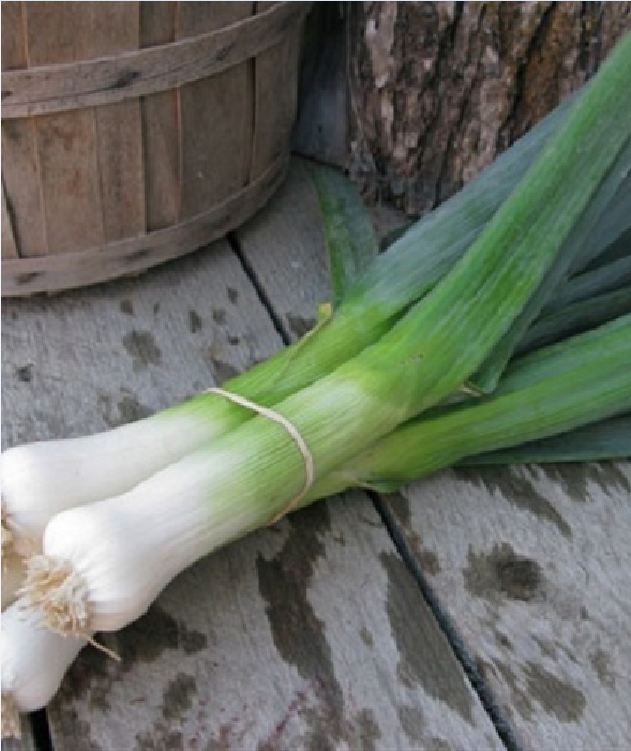 Hạt giống tỏi tây (BARO HÀNH) - Gói 1gram