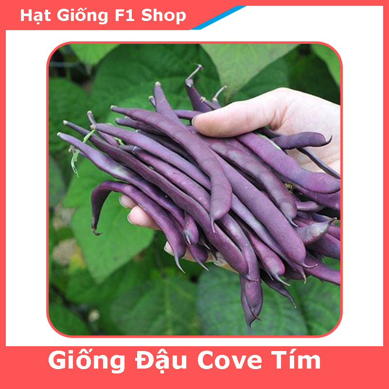 Hạt Giống Đậu Cove Tím Sai Trái (275.F1)