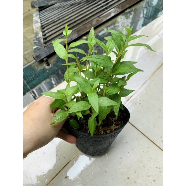 Bầu cây giống RAU RĂM