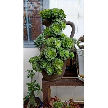 Chậu đất nung Bình Dương xẻ miệng 10 x cao 28cm