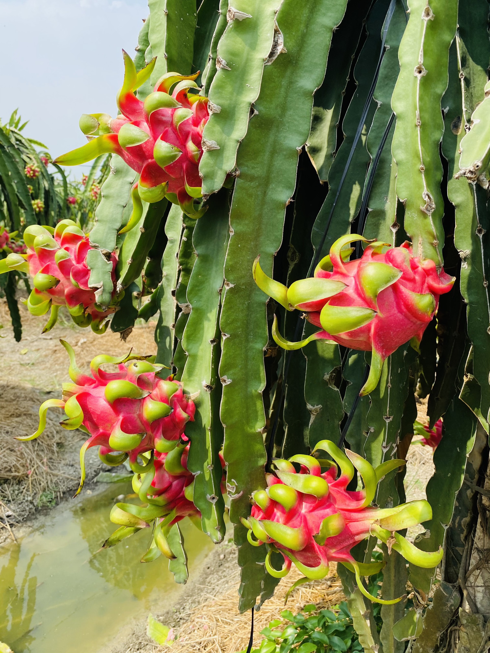 10 CÂY GIỐNG THANH LONG RUỘT ĐỎ (DỄ TRỒNG)