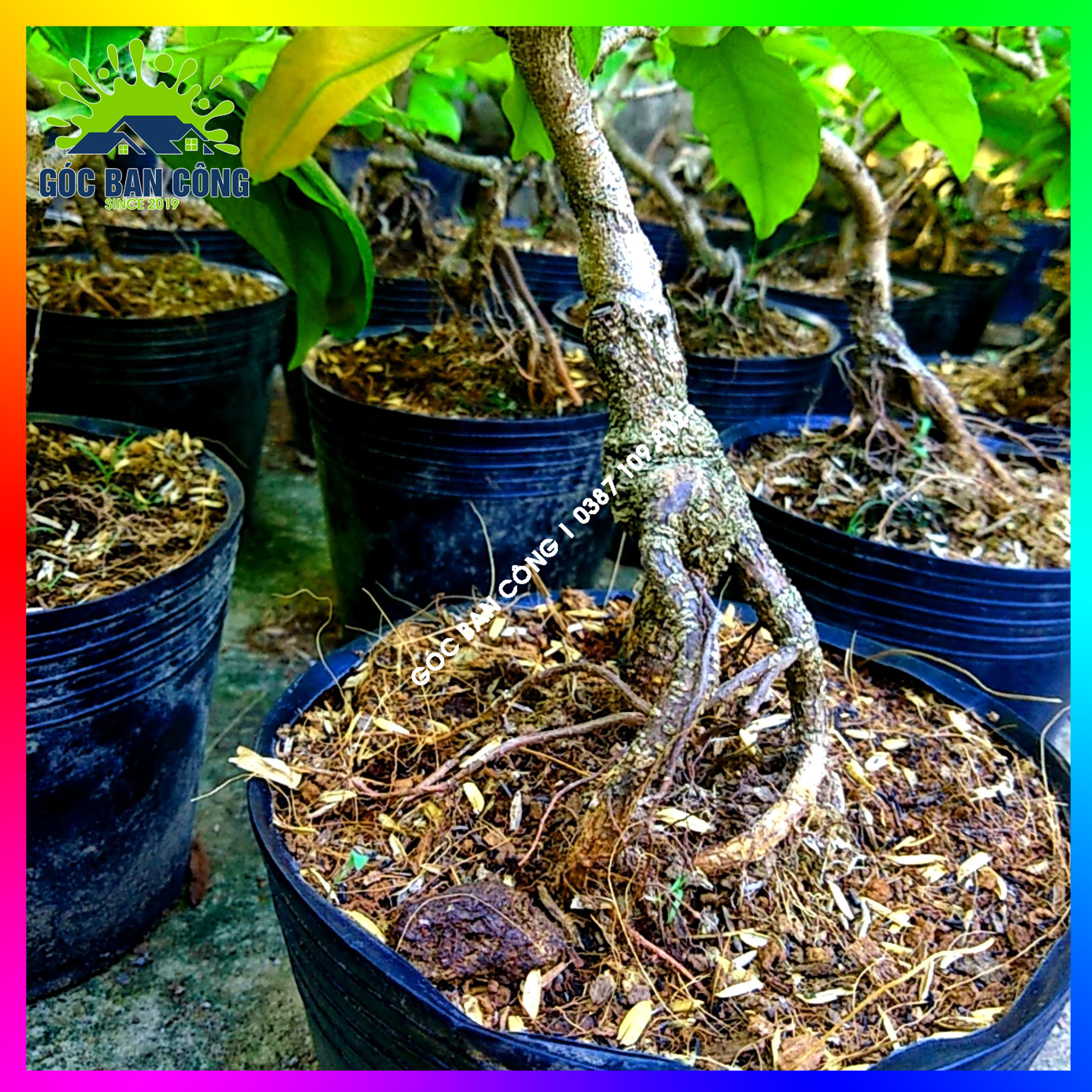Mai Cúc Bonsai Mini