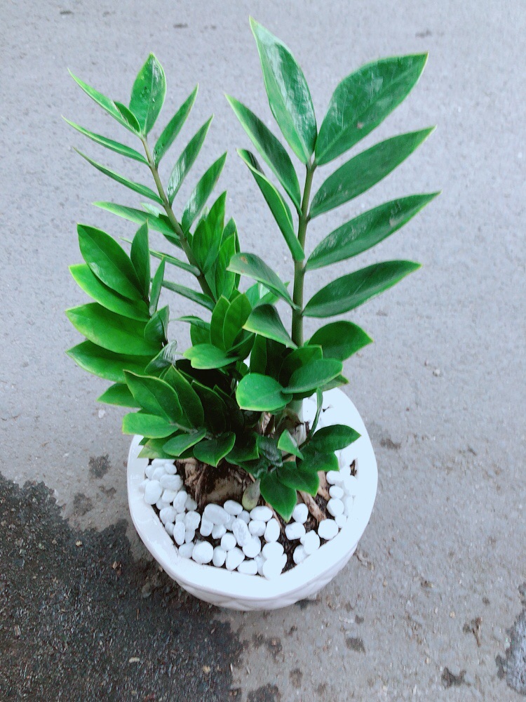 [HCM]Chậu Cây Kim Tiền