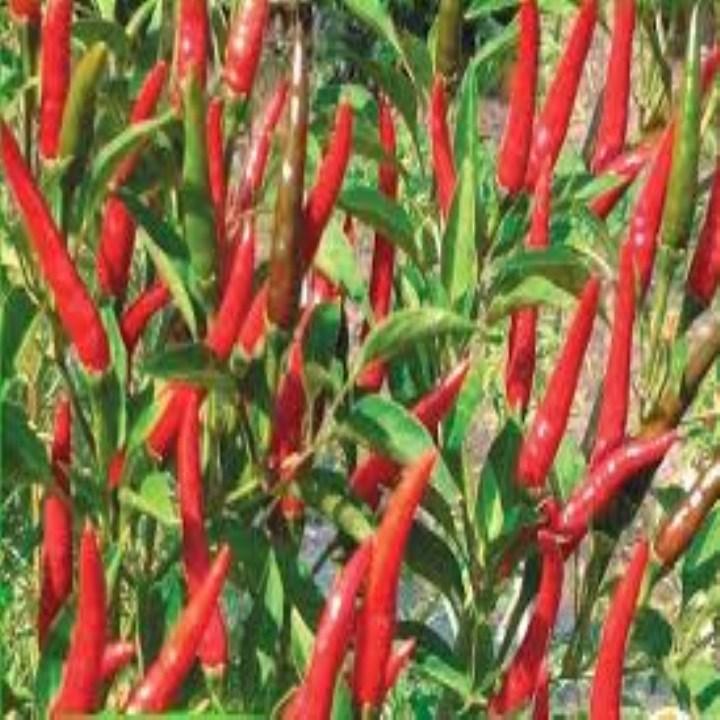 30 hạt giống ớt chỉ thiên nhiều màu