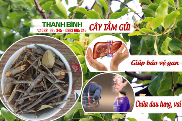 Cây Tầm Gửi Khô 1KG - Đông Y Thanh Bình
