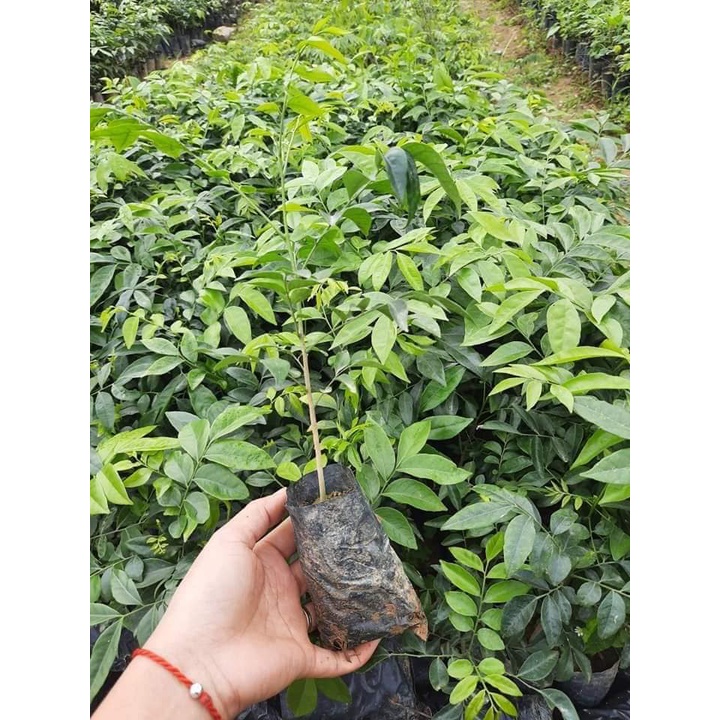 Cây mắc mật giống -cây gia vị-freeship từ 50k