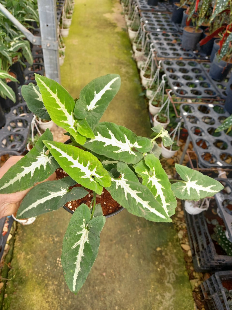 Trầu bà Nhung