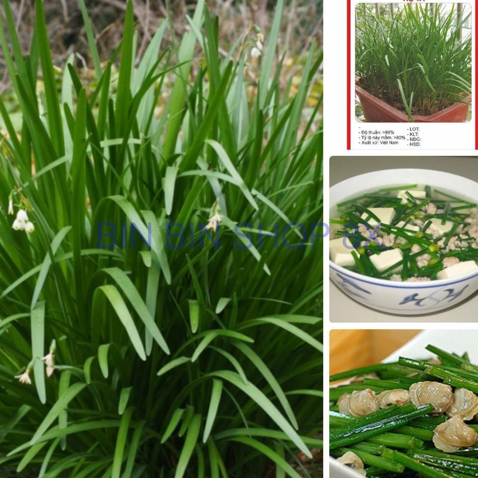 Hạt giống rau Hẹ Ta dể trồng-gói 1gram