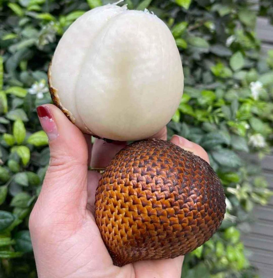 Mây Indo - Mây Bali