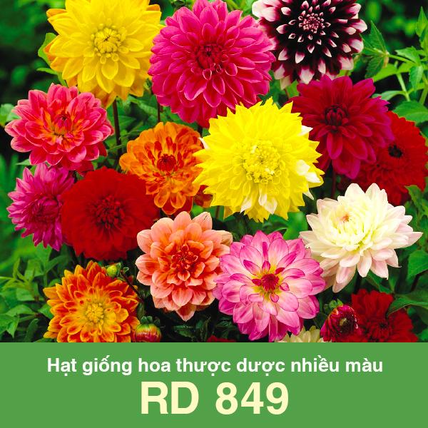 Hạt Giống Hoa Thược Dược Nhiều Màu