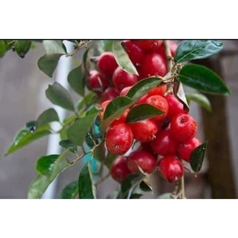 CÂY GIỐNG NHÓT NGỌT CHERRY SIÊU SỚM ( giao siêu nhanh cam kết chất lượng)