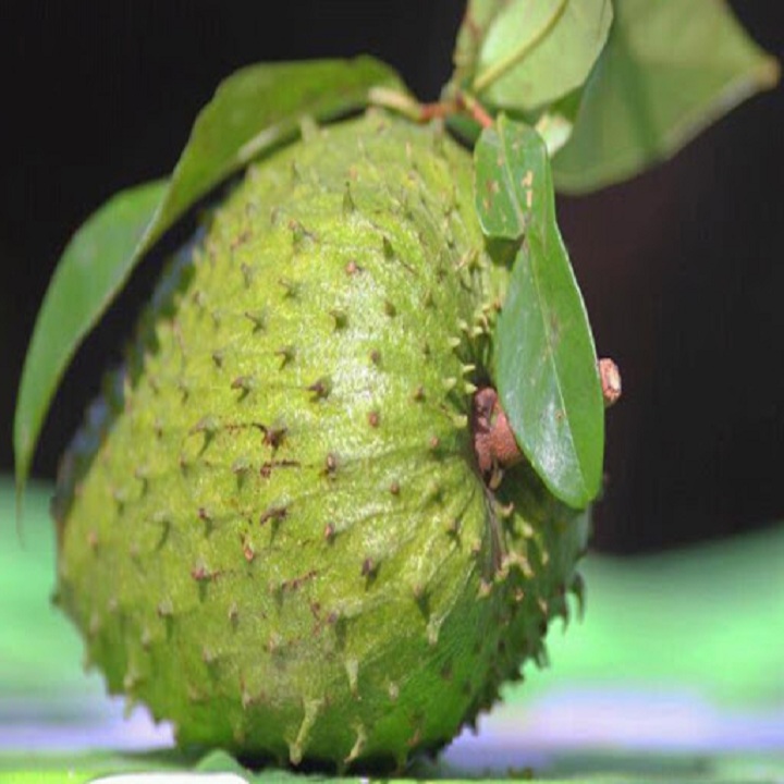 Cây giống mãng cầu xiêm