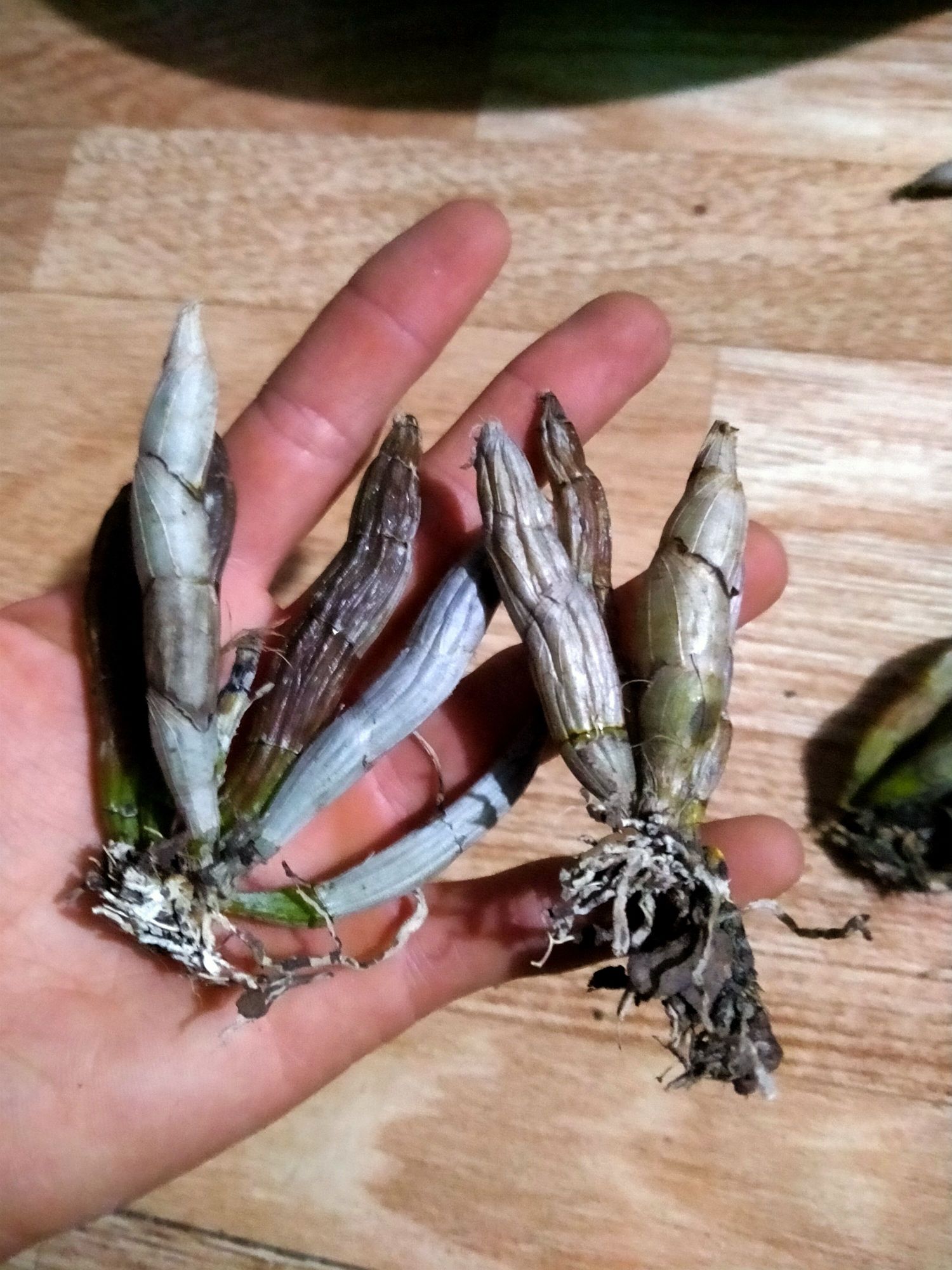 Lan Báo Hỷ (may mắn) 1 giề