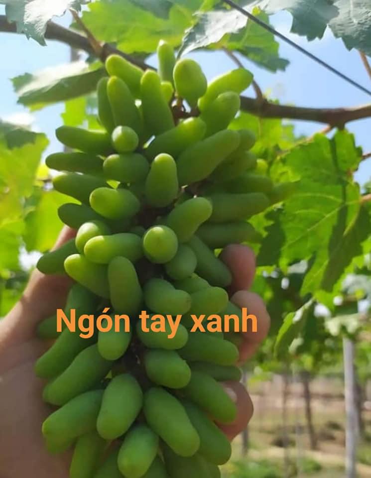 CÂY GIỐNG NHO NGÓN TAY XANH KHÔNG HẠT