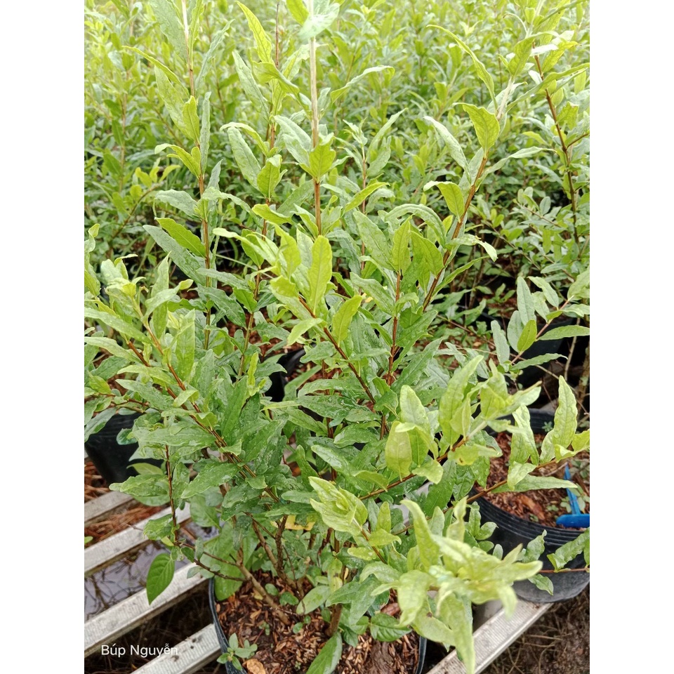 Cây giống lựu Peru C9