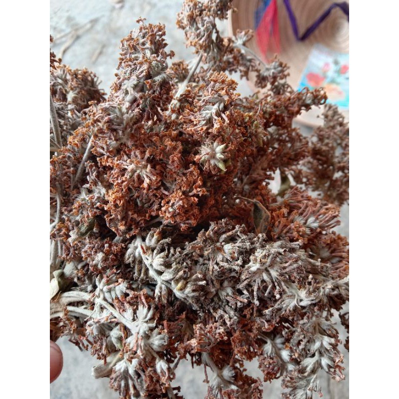 Hoa Bó Phón khô tây Bắc (hoa Mật Mông) 1 bó
