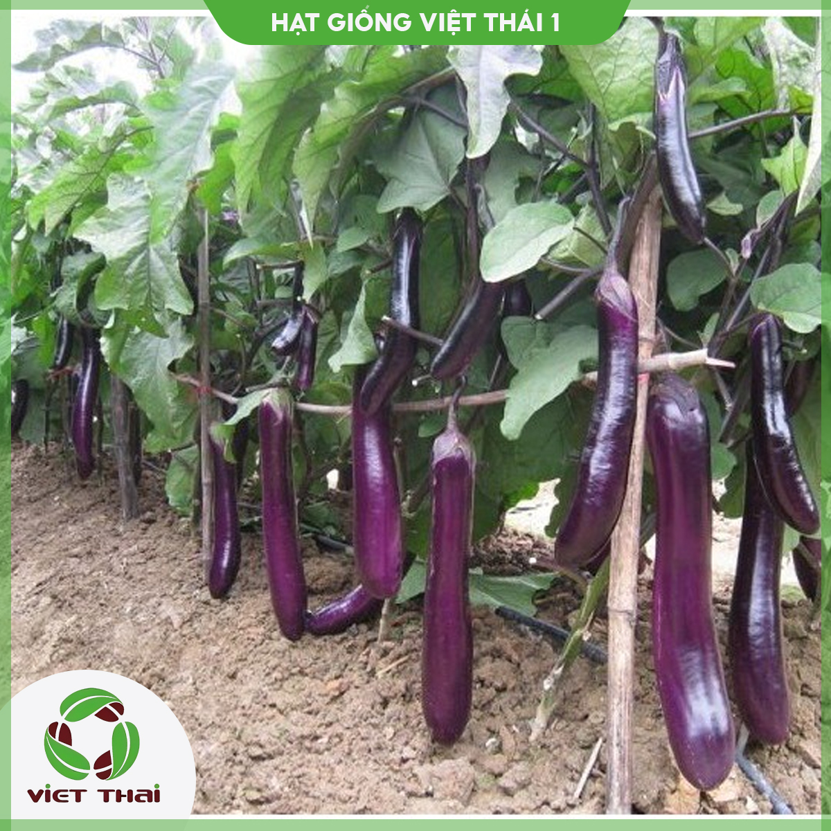 [SALE] Hạt giống Cà Nâu Cơm Xanh 89 - HGVT1