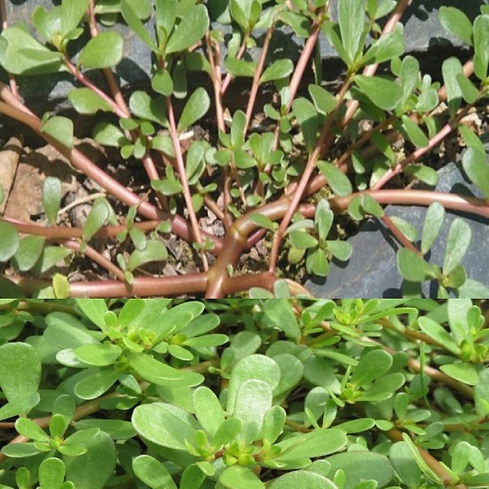 Hạt giống rau sam - rau sâm đất PSV81 | Phởms Market