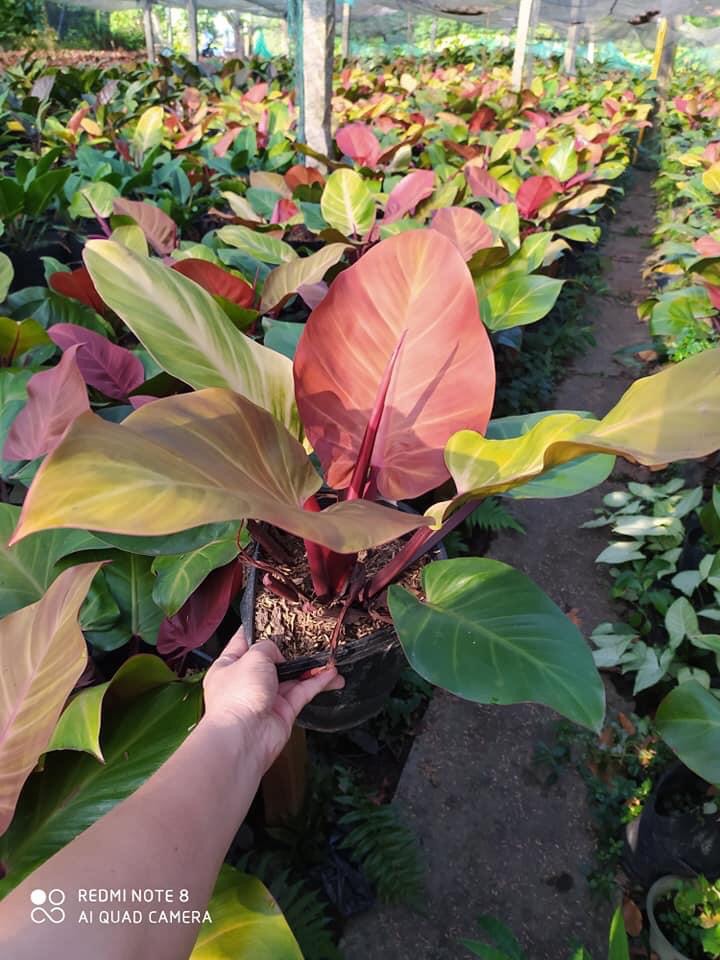 Trầu bà đế vương (đỏ)