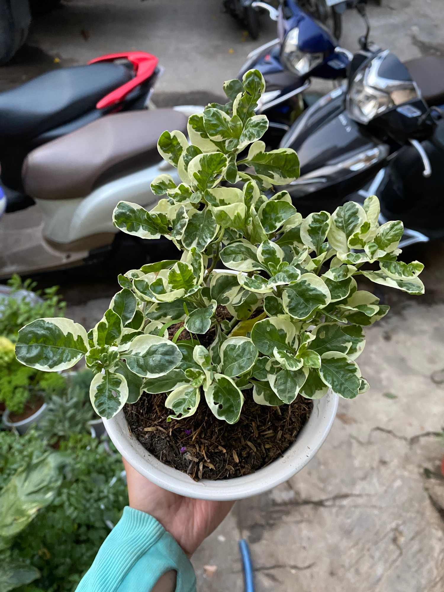 CÂY CẨM THẠCH ĐỂ BÀN