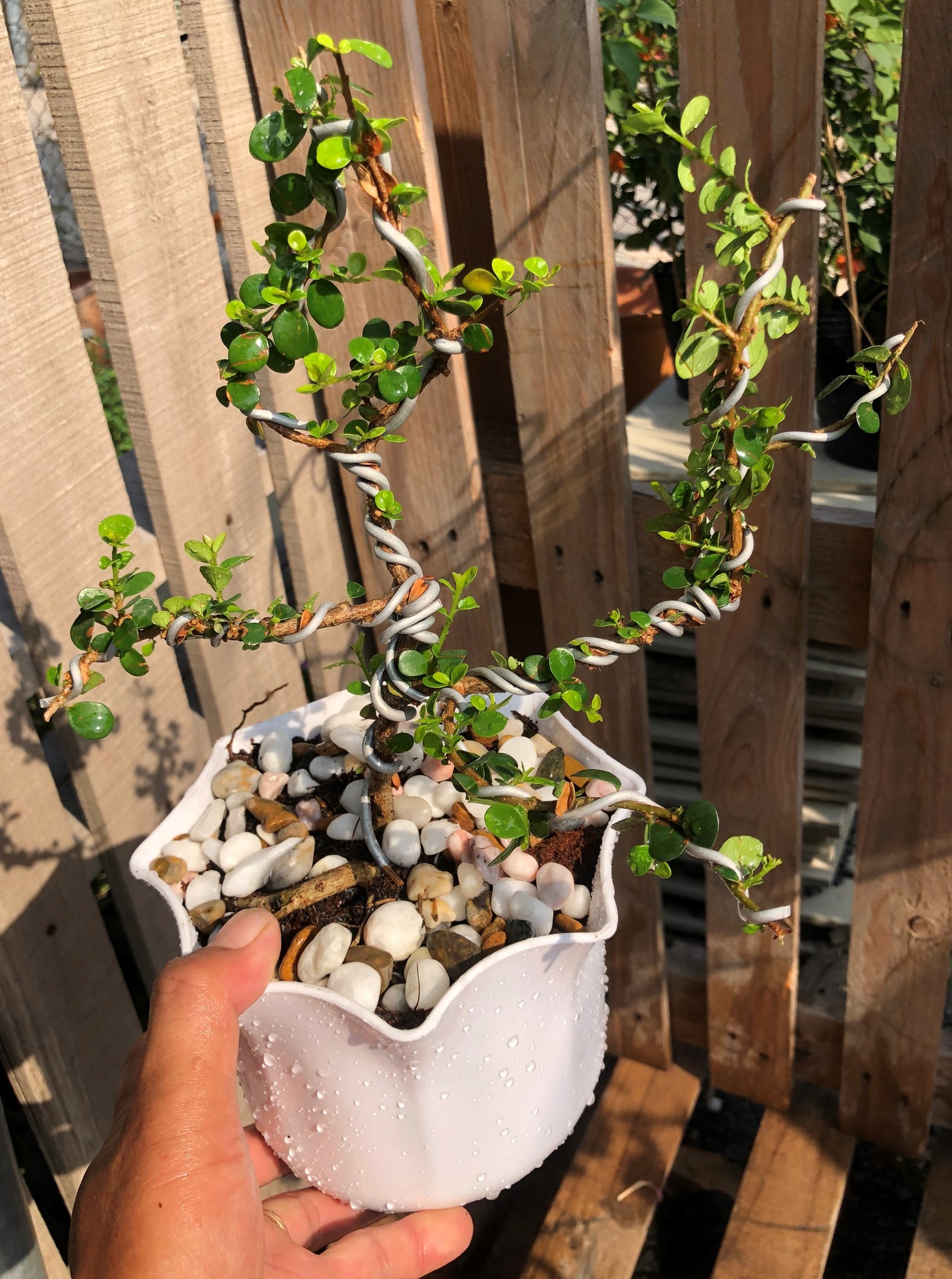 Cây si Nhật dáng Bonsai