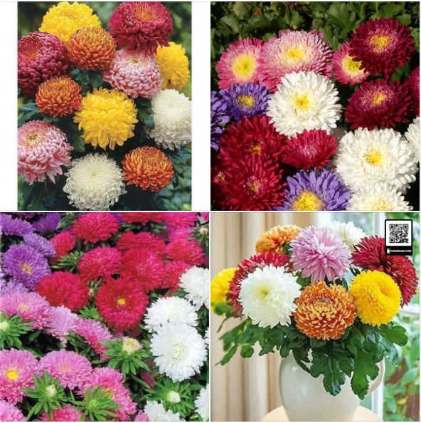 Hạt giống hoa cúc đại đóa mix màu ( 1 gói 50 hạt )