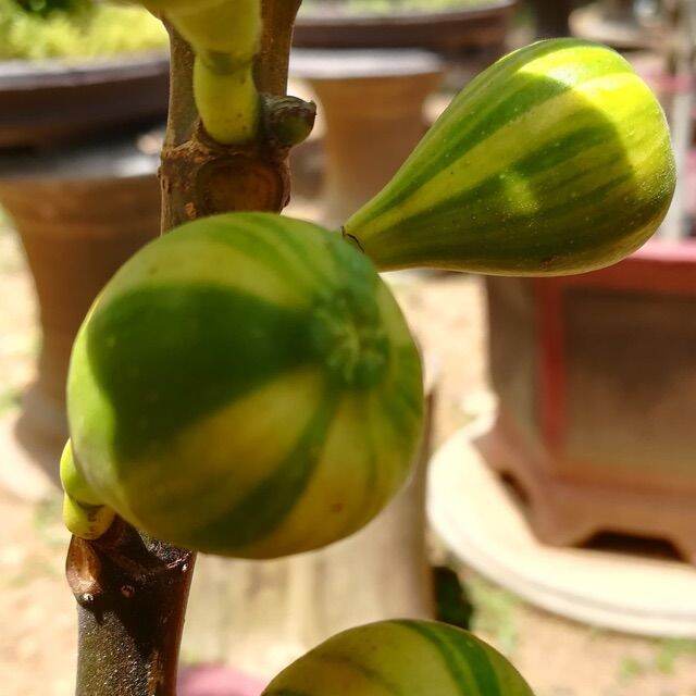 Sung cẩm thạch mỹ (cho trái siêu sớm) (chuyên cây giống)
