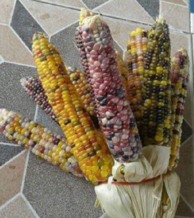 Hạt giống ngô ngũ sắc ( ngô kim cương ) - Gói 30 hạt