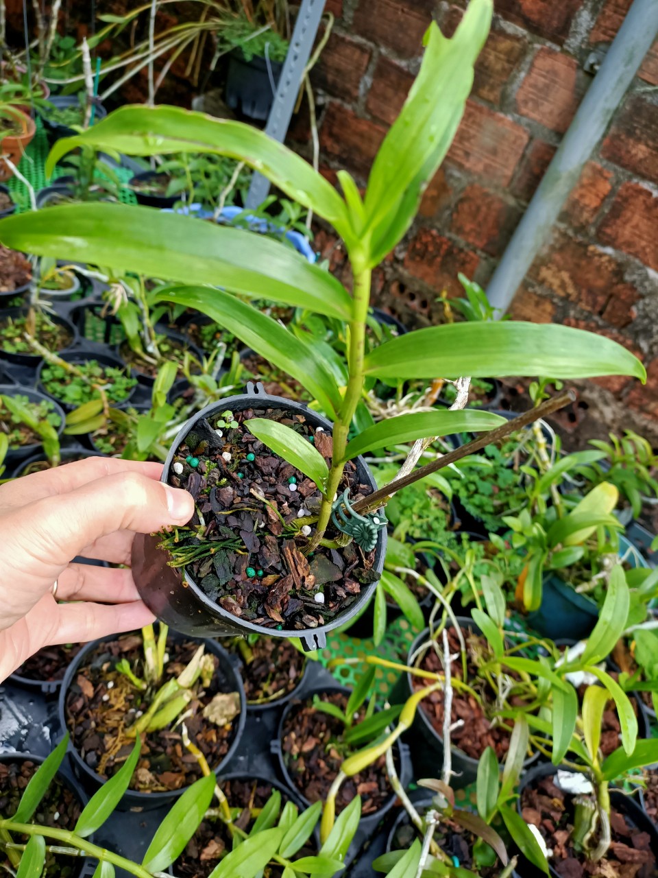 Lan hoàng thảo kèn Lai Châu ( cây giống)