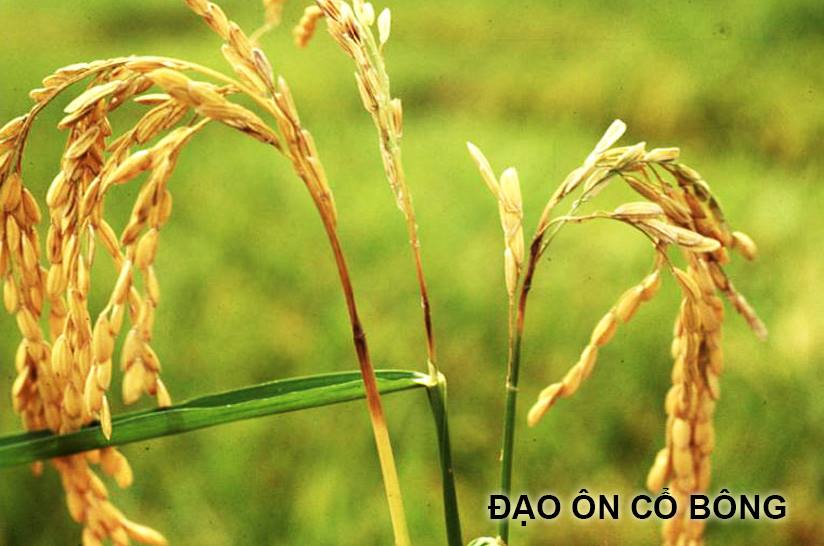 Sản phẩm trừ đạo ôn TRIZOLE 400SC 400CC (nước)