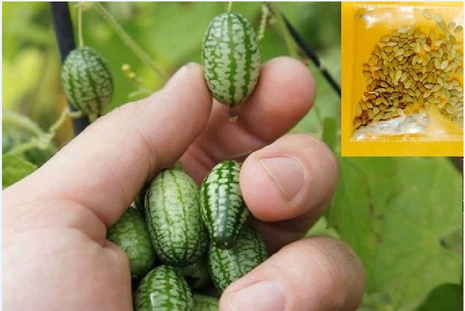 "Gói 10 Hạt " Hạt giống dưa hấu tí hon