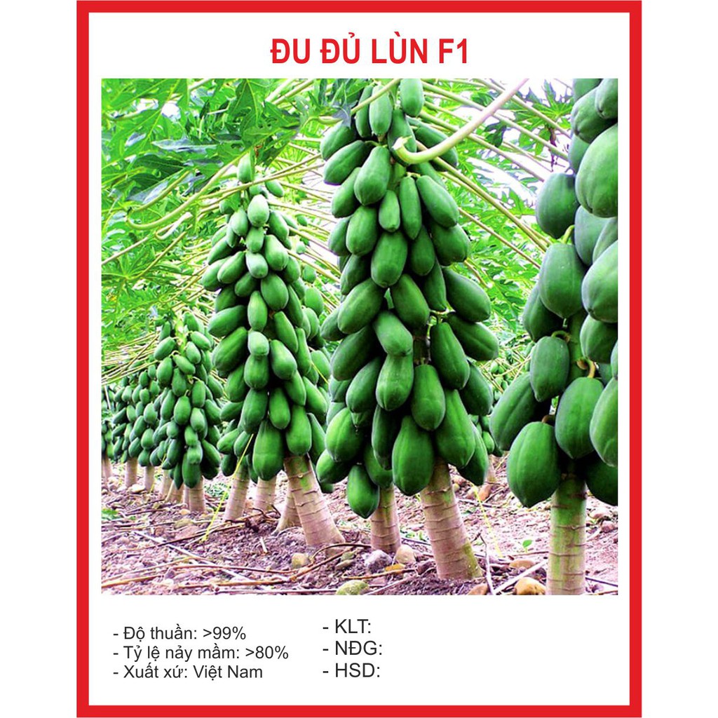 MJ293 Hạt giống Đu Đủ Lùn 5 Hạt