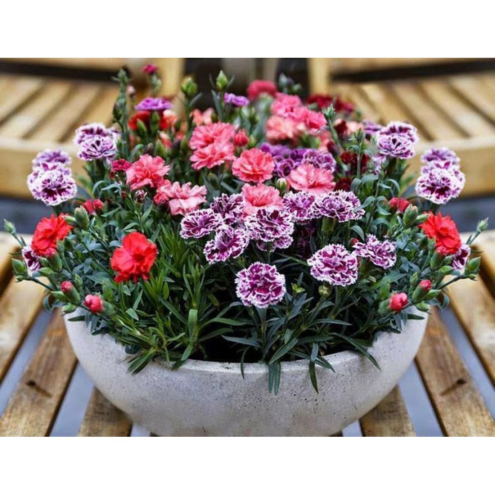 100 Hạt Giống Hoa Cẩm Chướng Chùm Mix