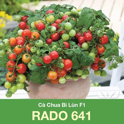 [HCM]HẠT GIỐNG CÀ CHUA BI LÙN
