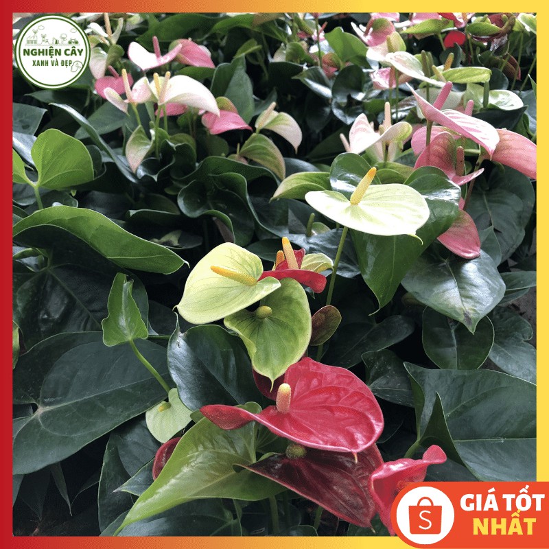 Cây hồng môn đỏ để bàn siêu hoa