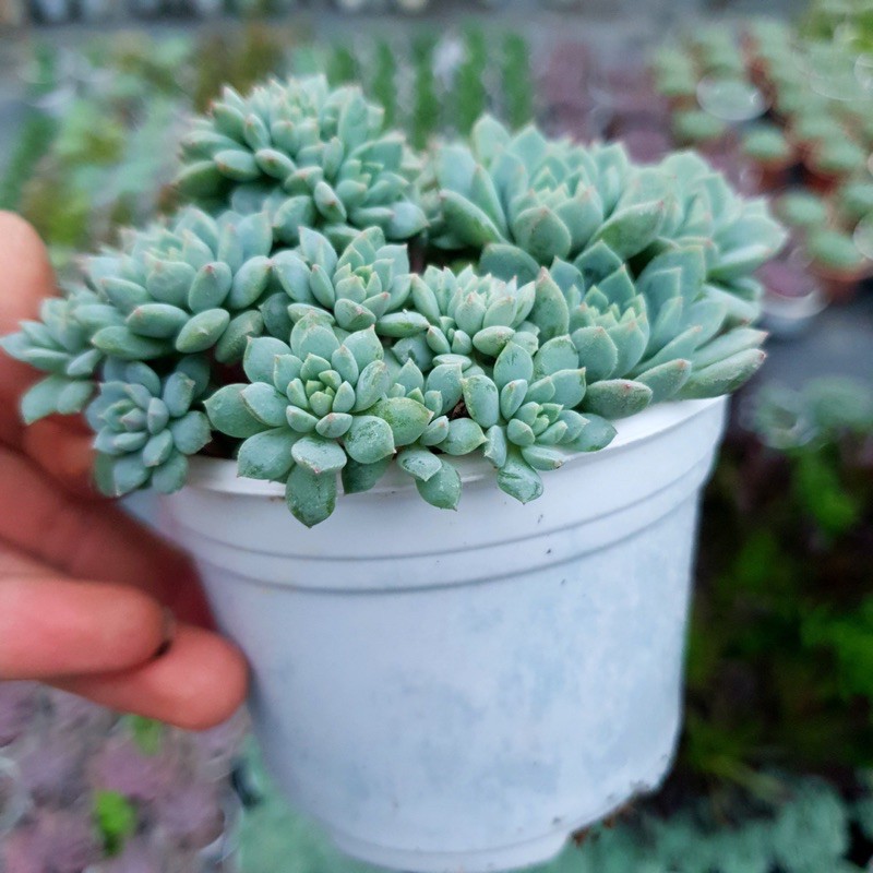 SEN ĐÁ NHÍM XANH SIZE TRUNG BÌNH LỖI 1 ĐỔI 1