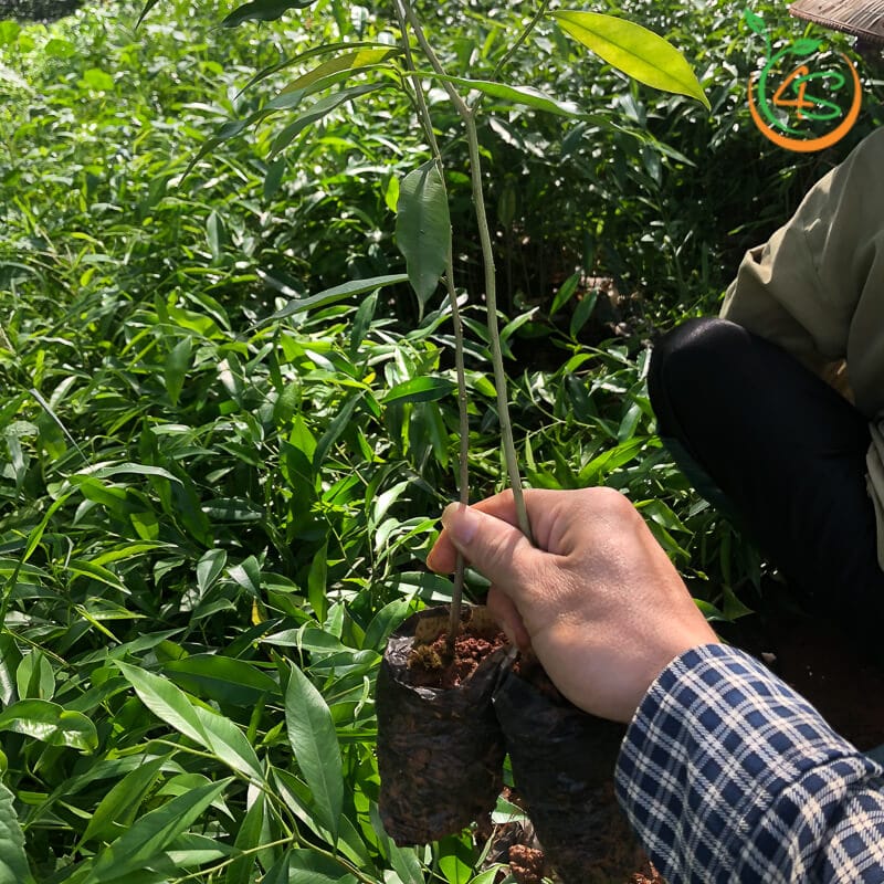 COMBO 5 CÂY TRẦM HƯƠNG-GIÓ BẦU