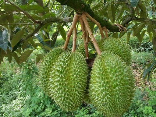 Cây giống sầu riêng thái lan