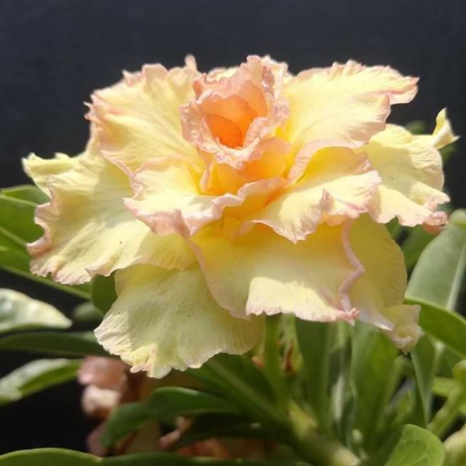 20 hạt hoa sứ thái cánh kép hoa các màu như hình.