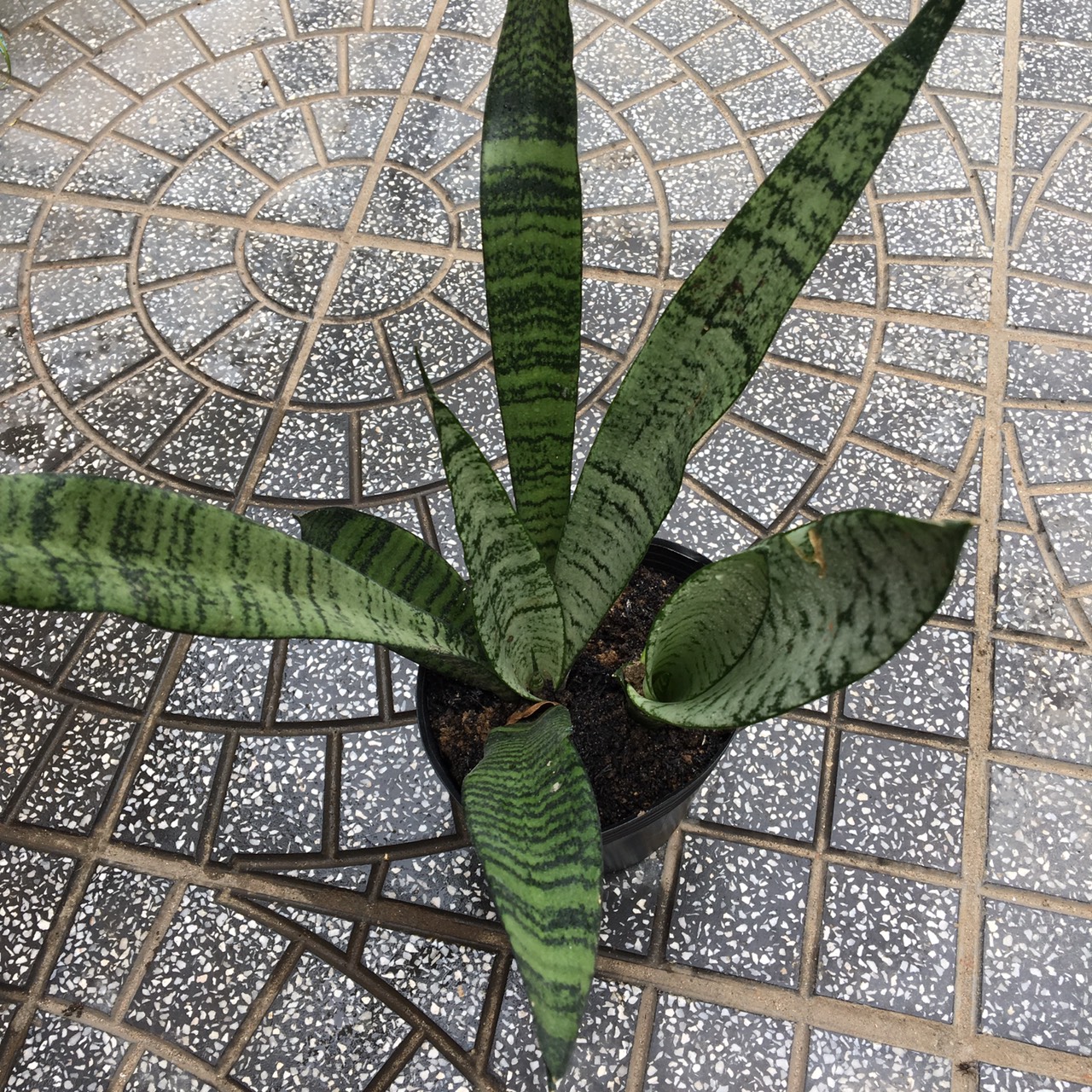 CÂY LƯỠI HỔ XANH DÁNG CAO 1 CÂY (40-50CM)