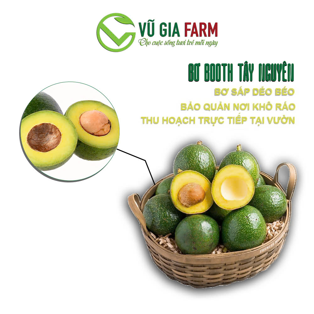 [ BƠ NHÀ TRỒNG ] COMBO VIP 3Kg Bơ 034/ Bơ Booth Lâm Đồng ( 2-3 trái/ kg ) - Trái già hái trực tiếp tại vườn không lo hoá chất - Cơm vàng, sáp dẻo bao ăn - Cơm vàng, sáp dẻo bao ăn