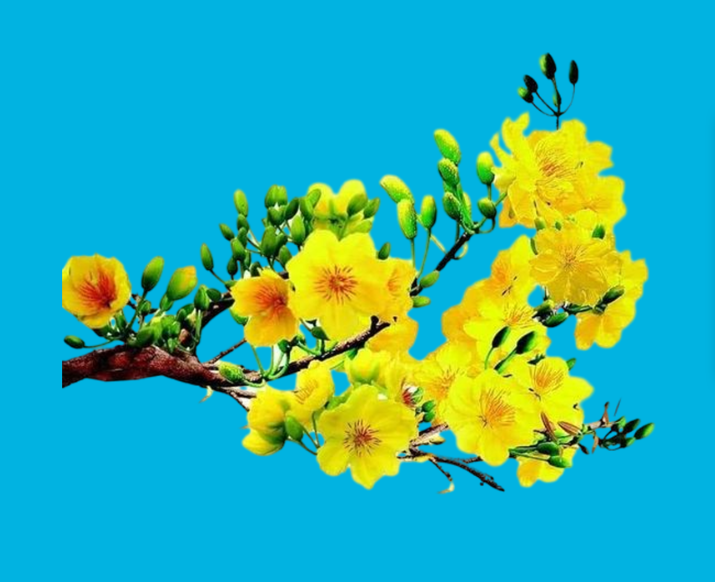 Hình ủi áo-hình hoa ủi áo-ủi trực tiếp tại nhà bằng bàn ủi-gía khuyến mãi-kingcolor.clo-lucky