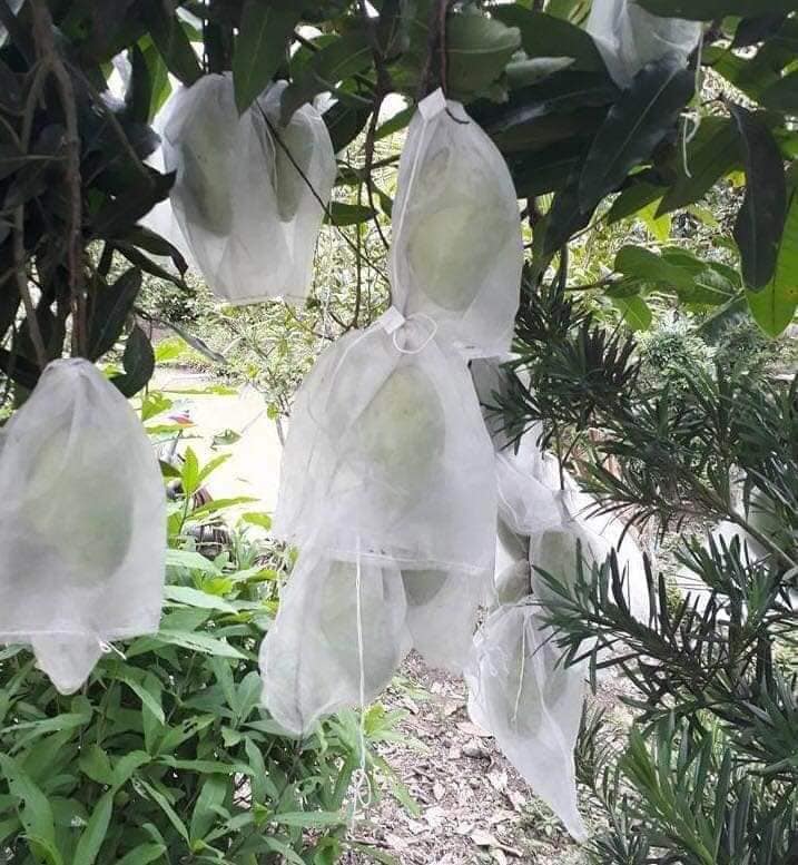 100 cái TÚI BAO ,BỌC XOÀI.KHỔ QUA ,MƯỚP ĐẮNG KÍCH THƯỚC 20*35