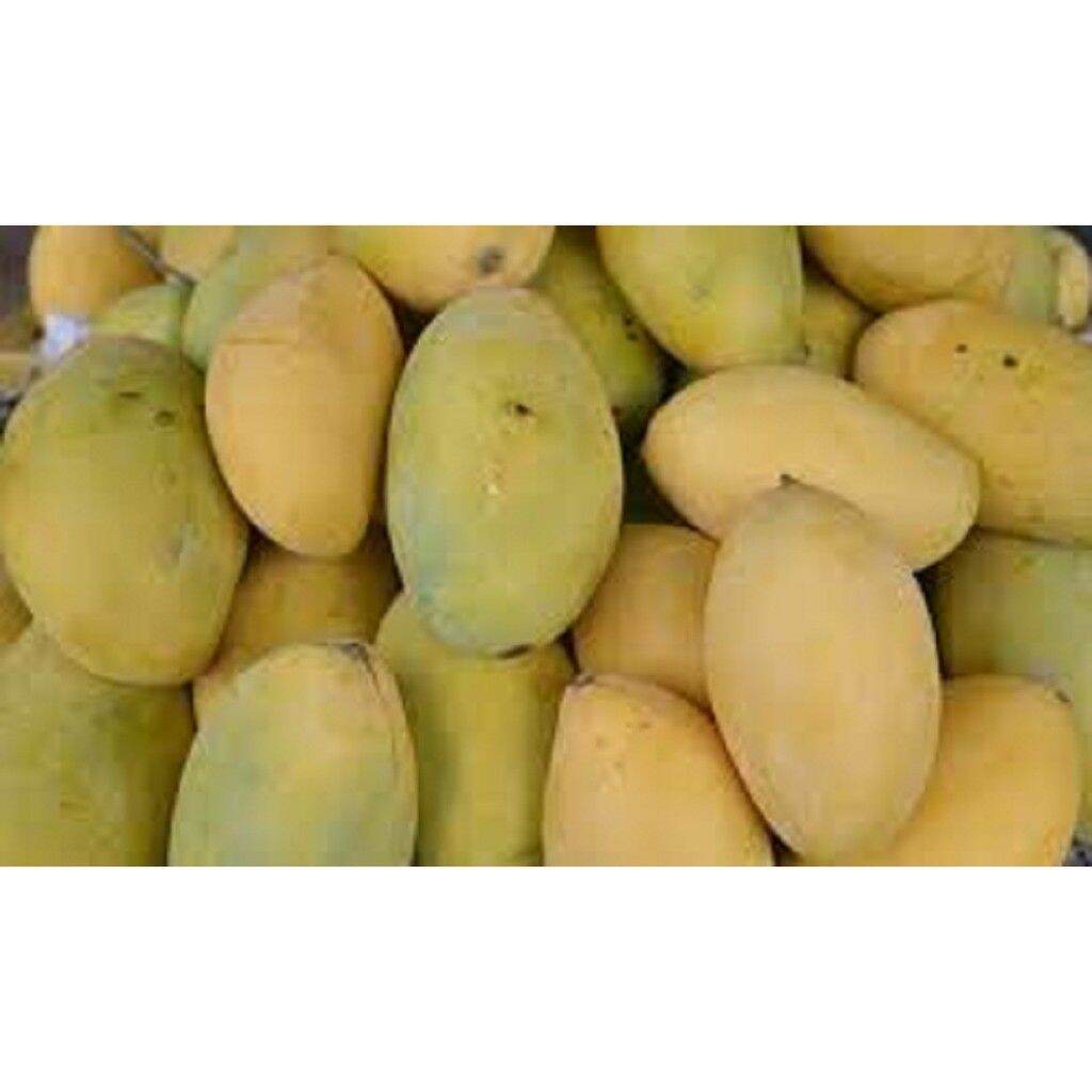CÂY GIỐNG XOÀI KEO (CAMBUCHIA) (chuẩn giống chất)